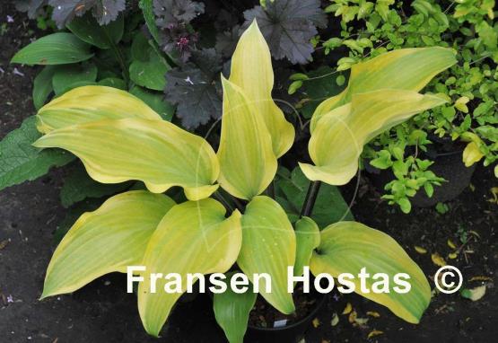 Hosta See No Evil